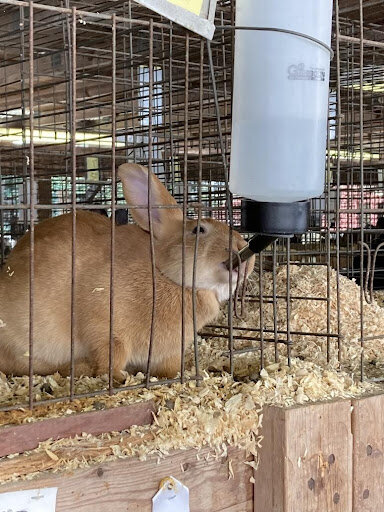 A rabbit enjoying an afternoon drink of water