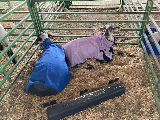 Recently sheared sheep resting in blankets