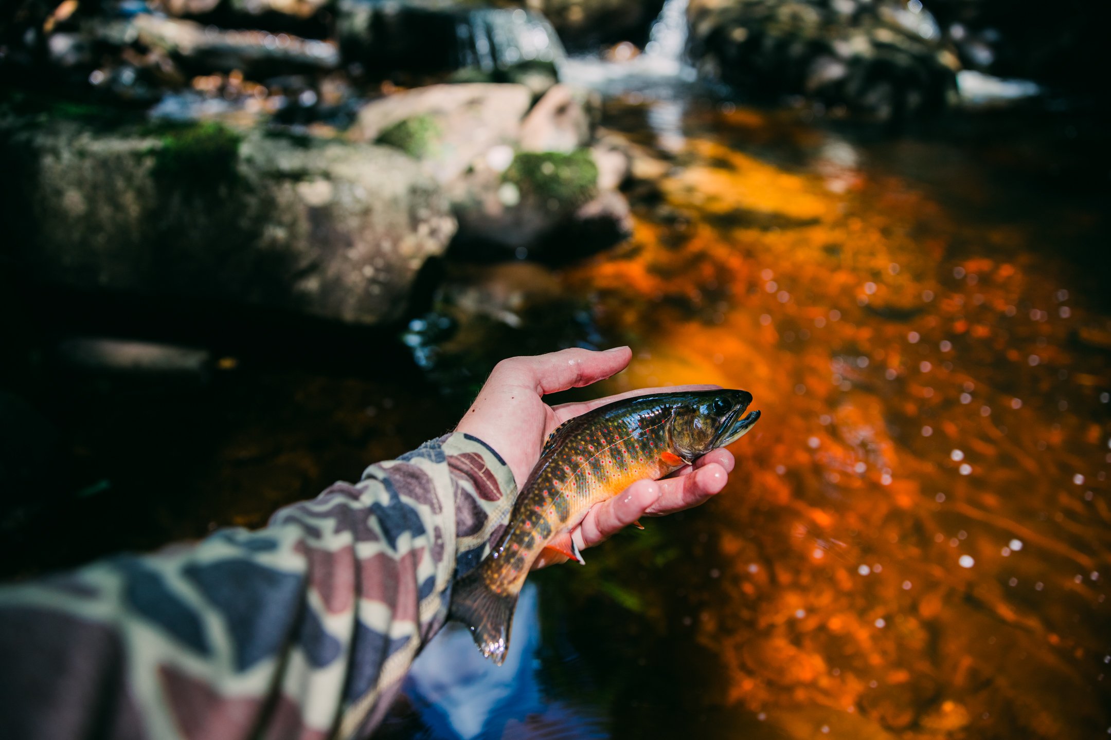 Rustic Waters and Native Trout