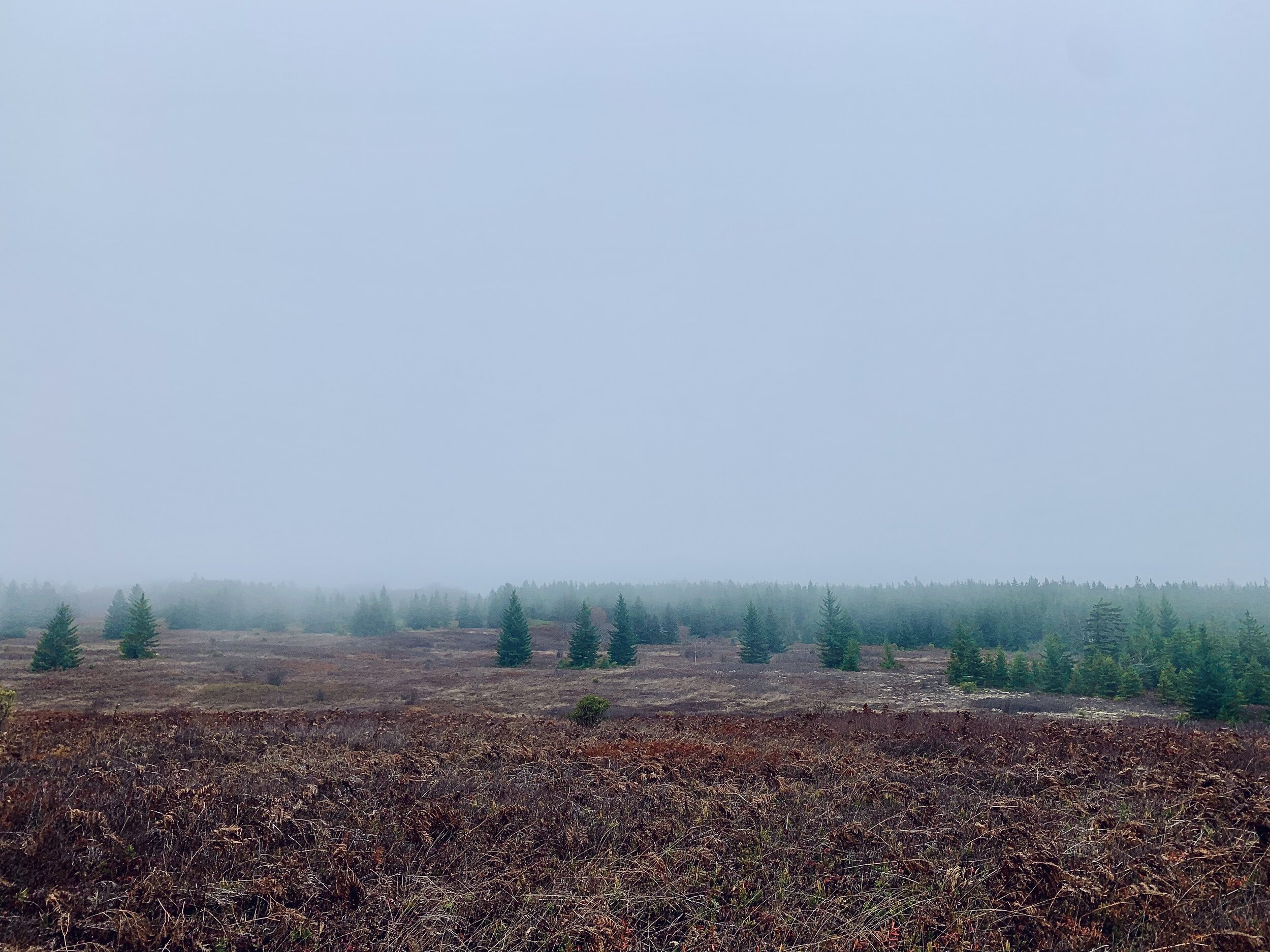 Bears Rock Trail in Dolly Sods. (Katherine Allen)